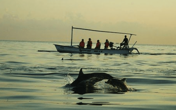 Taxi From Canggu to Lovina