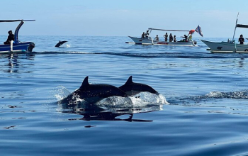 Transfer from Ubud to Lovina Beach