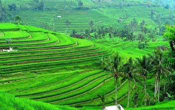 Rice Terrace Jatiluwih and Bedugul Tour