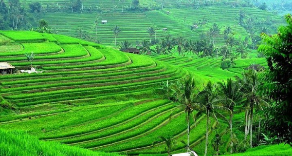 Rice Terrace Jatiluwih and Bedugul Tour