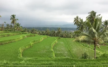 Private Taxi from Ubud to Munduk
