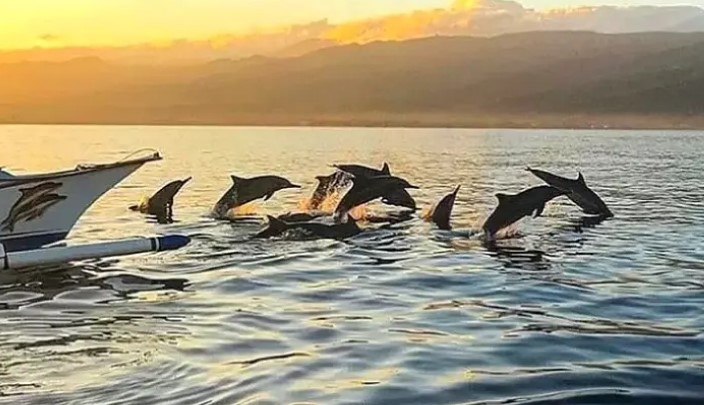 Lovina Dolphin Tour