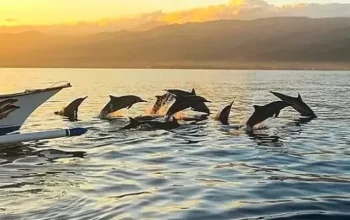 Lovina Overnight Tour 2D1N – Hotel, Private Transport & Dolphin Watching