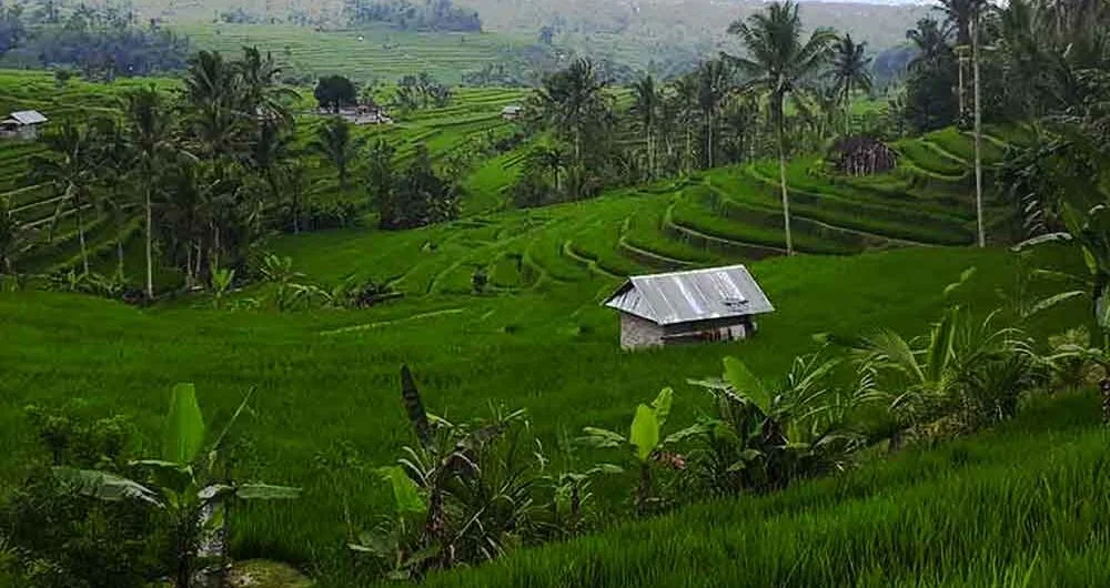 Transfer from Sidemen to Jatiluwih