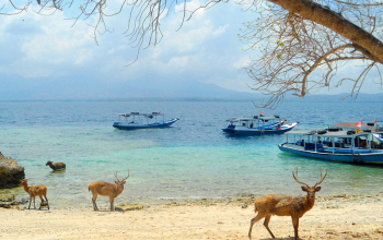 Transfer From Bali Airport to Menjangan